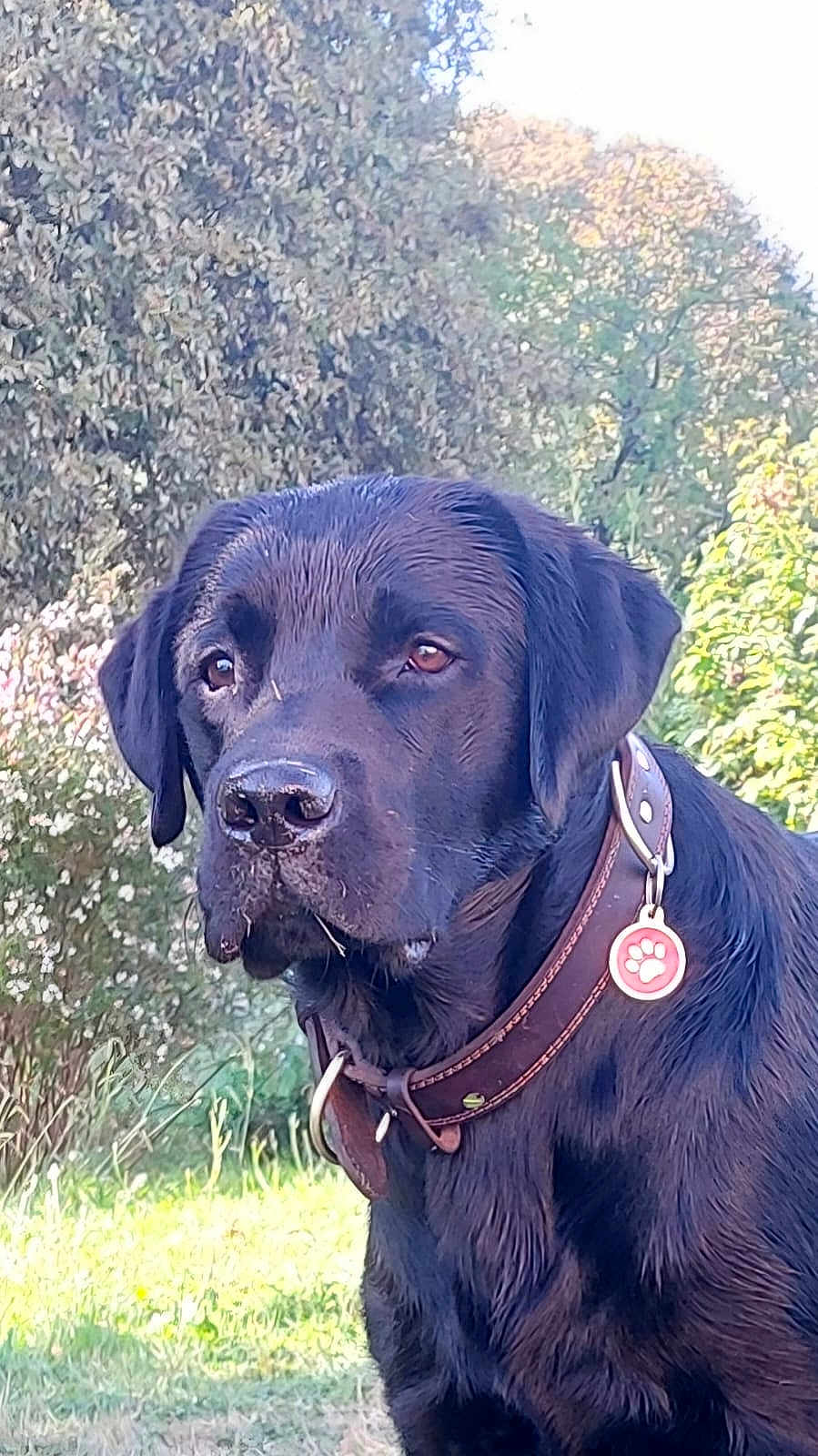 Vasko participe au concours pour gagner de l'argent avec cette photo : animal, black_labrador, brown_collar, canine, collar, dog, domestic_animal, ears, fur, grass, leafy_background, muzzle, nature, nose, outdoor, pet, portrait, serious_expression, sunlight, tag