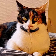 Elza a rejoint le concours — aidez-le/la à gagner de superbes lots ! cat, calico, pet, animal, fur, whiskers, cushion, indoor, resting, eyes, face, ears, closeup, portrait, mammal, feline, relaxed, home, cute, patterned