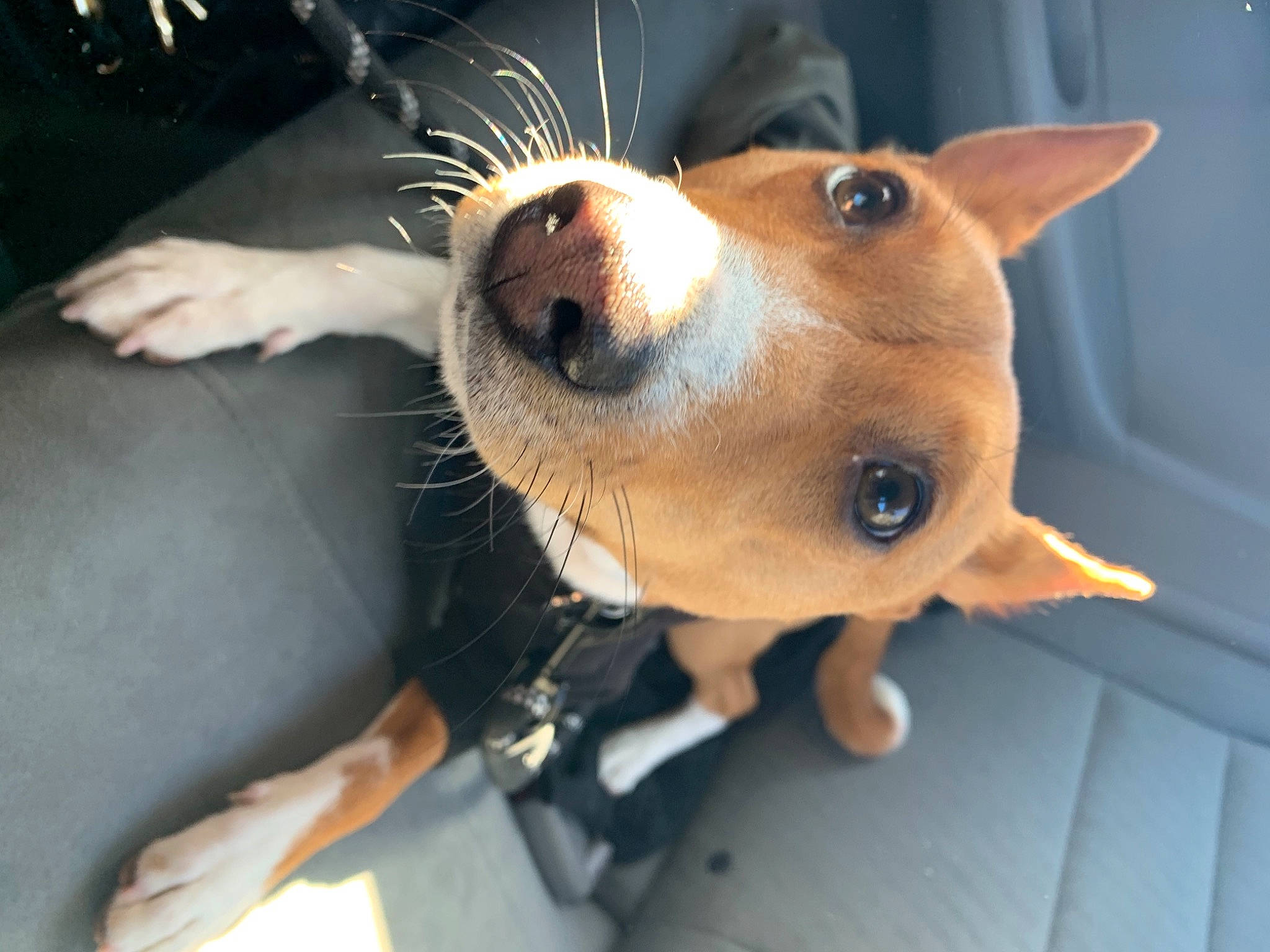 Benji is registered to the contest to win money with this photo: ancient_dog_breeds, canidae, carnivore, collar, companion_dog, dog, dog_breed, dog_supply, ear, eyewear, fawn, fur, metal, non_sporting_group, snout, sporting_group, toy_dog, whiskers, working_animal