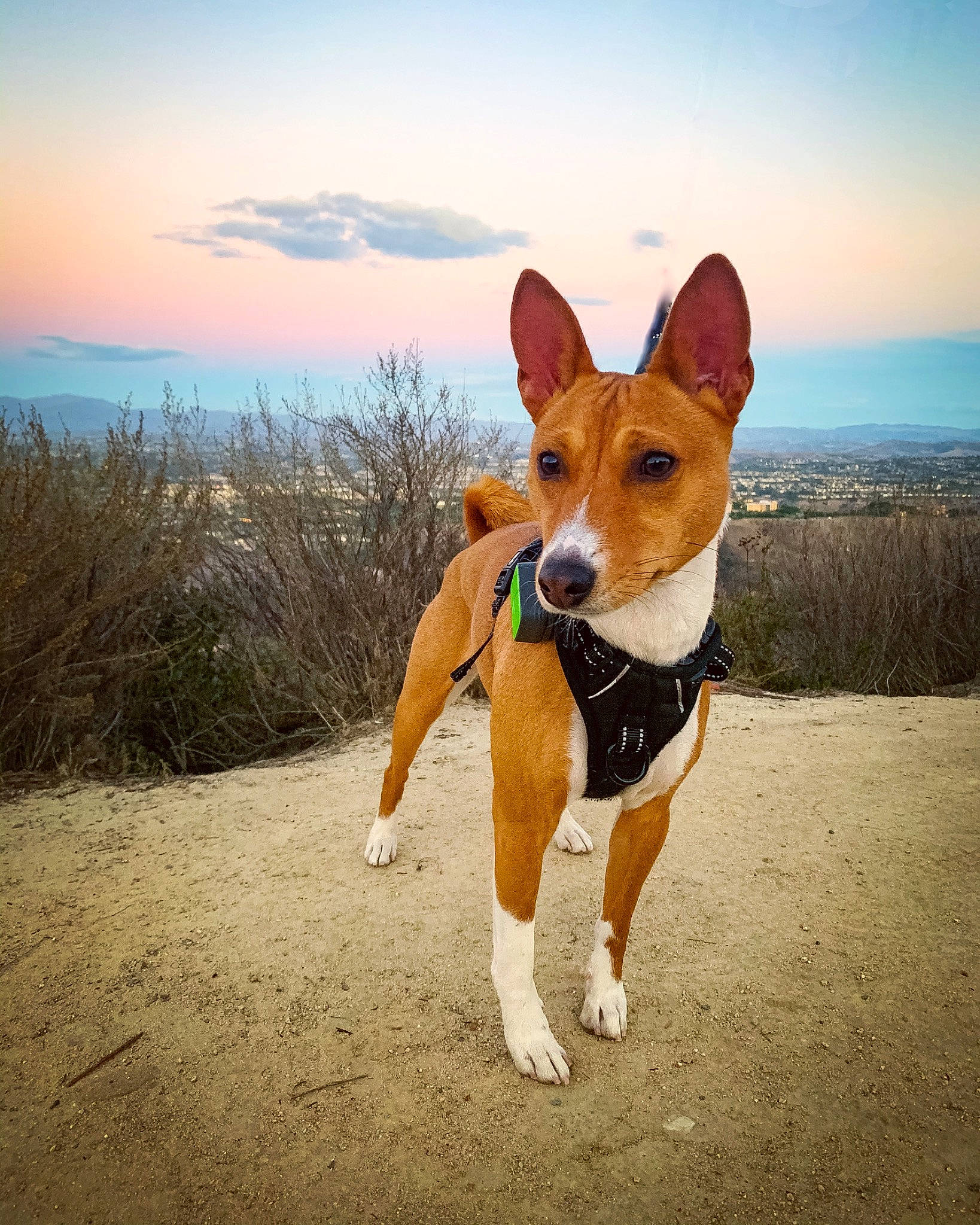 Benji joined the competition — help win amazing prizes! ancient_dog_breeds, art, basenji, canidae, carnivore, cloud, companion_dog, dog, dog_breed, dog_sports, fawn, horizon, hound, landscape, plant, sky, sporting_group, tail, working_animal, working_dog