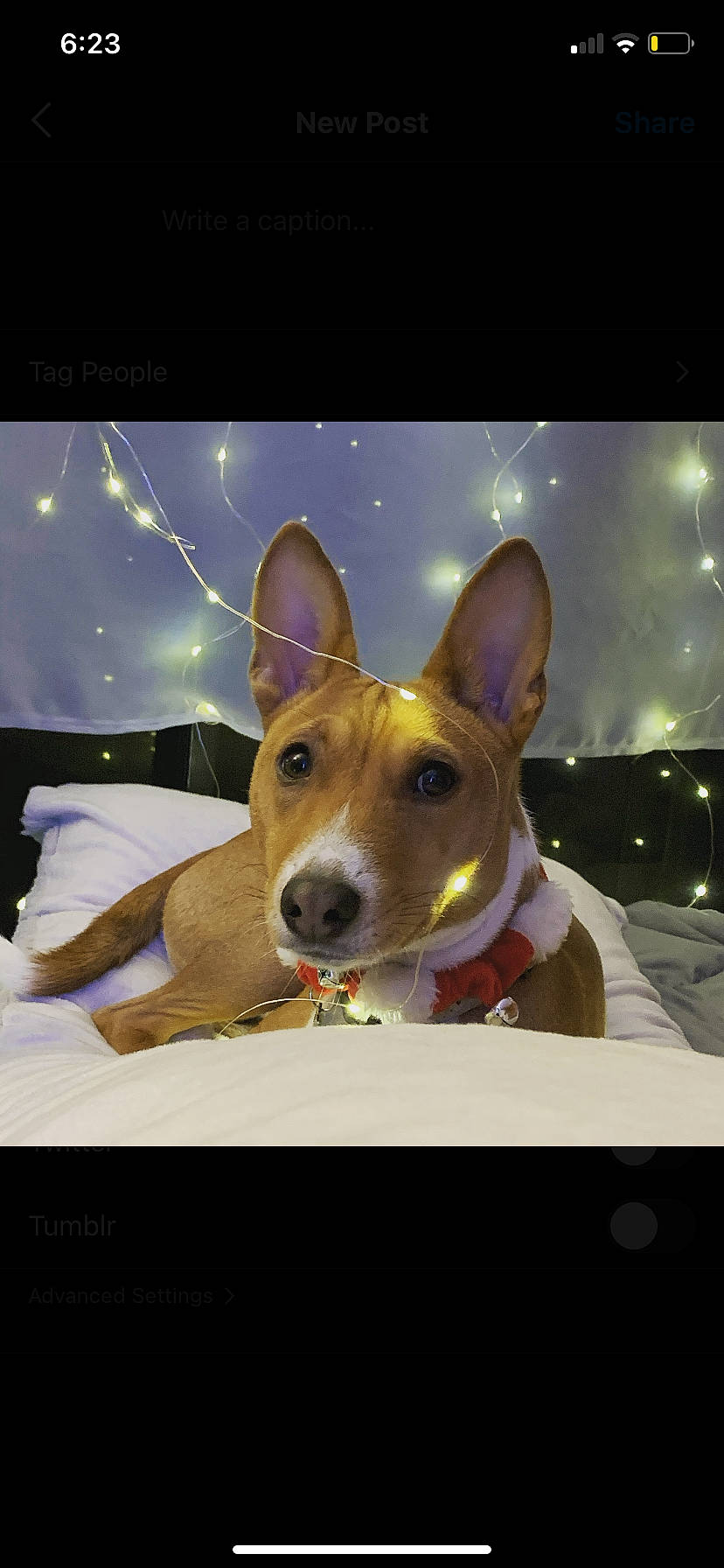 Benji joined the competition — help win amazing prizes! ancient_dog_breeds, art, basenji, canidae, carnivore, companion_dog, dog, dog_breed, fawn, illustration, non_sporting_group, paw, photo_caption, screenshot, snout, sporting_group, whiskers, working_animal