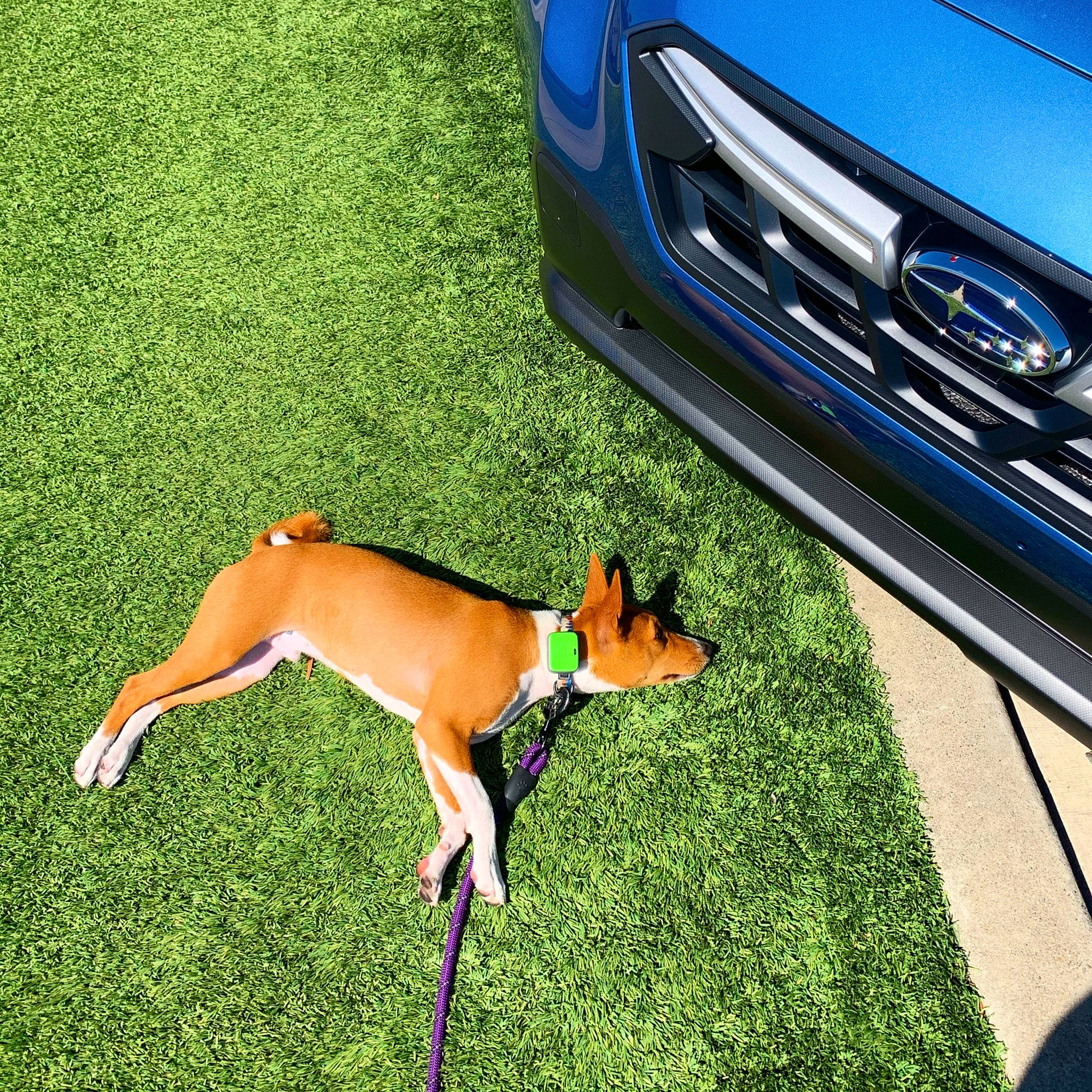 Benji joined the competition — help win amazing prizes! alloy_wheel, automotive_exterior, automotive_fog_light, automotive_lighting, automotive_mirror, automotive_parking_light, automotive_tire, bumper, car, carnivore, companion_dog, dog, dog_supply, fawn, fender, grass, grille, hood, motor_vehicle, vehicle