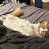 Kelce is registered to the contest to win money with this photo: animal, bed, blanket, cat, comfort, cozy, cute, domestic, feline, fluffy, fur, indoor, orange, peaceful, pet, relaxation, resting, sleeping, soft, white