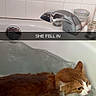 animal, bathroom, bathtub, caption, cat, closeup, container, domestic_animal, faucet, funny, fur, indoor, liquid, orange_cat, pet, reflection, tile_wall, water, wet, white_cat