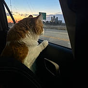 Kelce joined the competition — help win amazing prizes! animal, building, car, cat, curiosity, dusk, fur, nature, orange, pet, road, scenery, silhouette, sky, sunset, transportation, travel, vehicle_interior, white, window