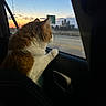 animal, building, car, cat, curiosity, dusk, fur, nature, orange, pet, road, scenery, silhouette, sky, sunset, transportation, travel, vehicle_interior, white, window