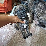 Pablo joined the competition — help win amazing prizes! puppy, dog, brindle, hand, blanket, living_room, couch, furniture, carpet, pet, animal, cute, domestic_animal, young_dog, companion, indoor, brown, black, white, cozy