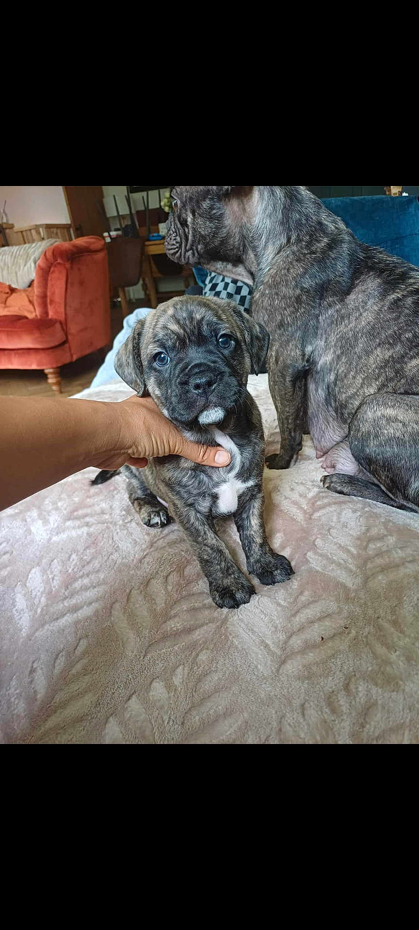 Pablo joined the competition — help win amazing prizes! puppy, dog, brindle, hand, blanket, living_room, couch, furniture, carpet, pet, animal, cute, domestic_animal, young_dog, companion, indoor, brown, black, white, cozy