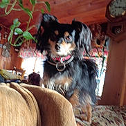 Zoe is registered to the contest to win money with this photo: dog, black_dog, small_dog, indoor, couch, patterned_couch, wooden_wall, plant, clock, collar, pet, furniture, living_room, blurry, fur, ears, eyes, nose, tail, home