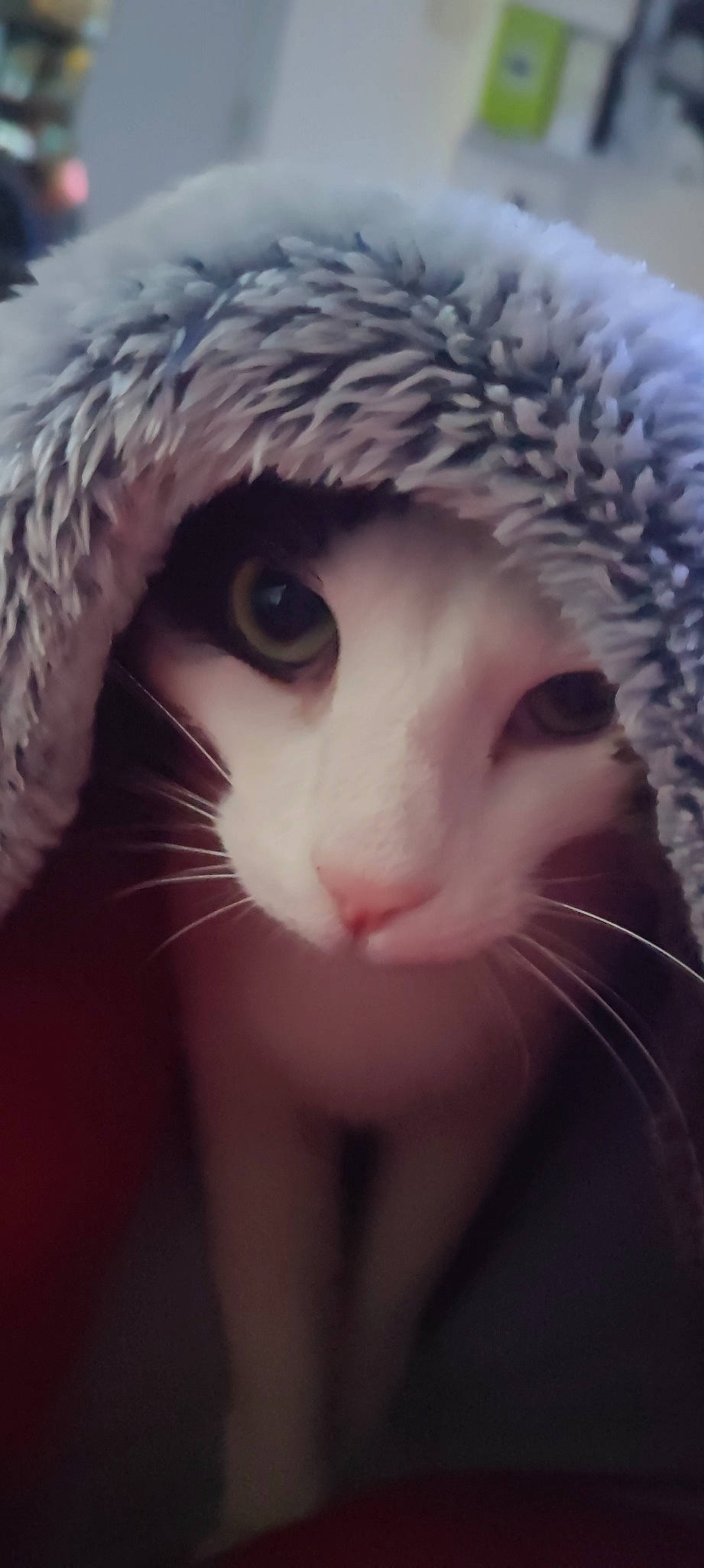 Kira a rejoint le concours — aidez-le/la à gagner de superbes lots ! cap, carnivore, cat, ear, eye, eyebrow, eyelash, face, fawn, felidae, head, human_body, iris, mammal, nose, skin, small_to_medium_sized_cats, snout, vertebrate, whiskers