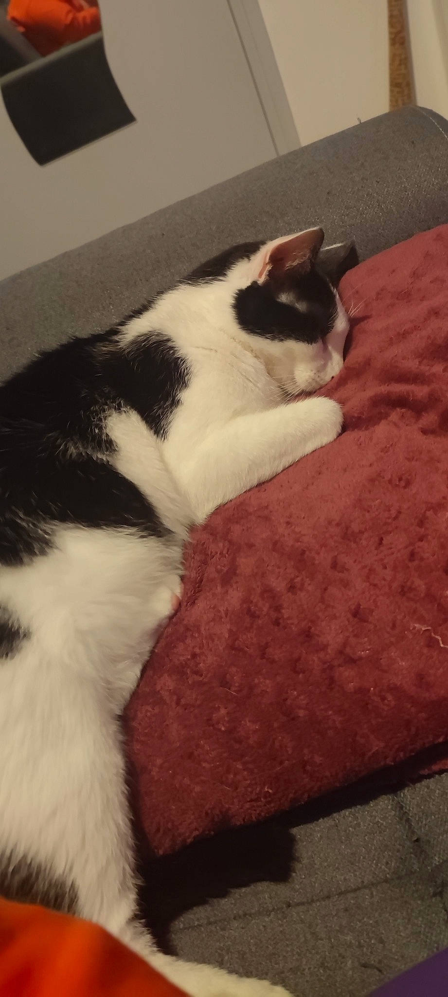 Kira a rejoint le concours — aidez-le/la à gagner de superbes lots ! carmine, carnivore, cat, claw, comfort, domestic_short_haired_cat, felidae, flooring, fur, human_leg, lap, linens, nap, paw, sleep, small_to_medium_sized_cats, snout, tail, whiskers, wood