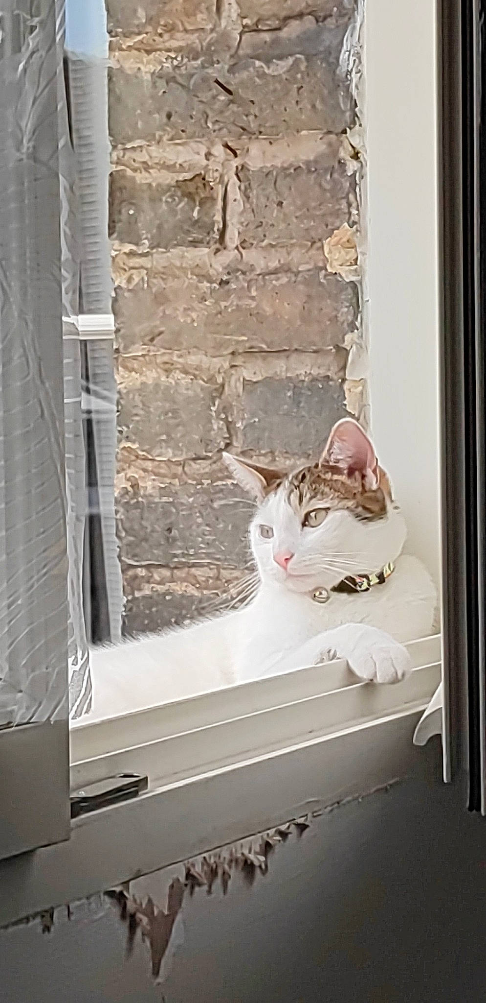 Ruyk participe au concours pour gagner de l'argent avec cette photo : carnivore, cat, domestic_short_haired_cat, door, felidae, fixture, flooring, fur, grey, house, rectangle, sash_window, small_to_medium_sized_cats, stairs, tail, wall, whiskers, window, window_covering, wood