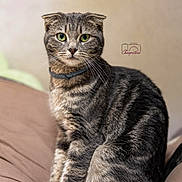 Mimol participe au concours pour gagner de l'argent avec cette photo : cat, scottish_fold, pet, feline, green_eyes, fur, stripes, ears, collar, bed, cozy, indoor, portrait, animal, whiskers, sitting, looking, cute, domestic, furry