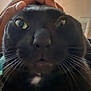 black_cat, close_up, cat_face, wide_eyes, whiskers, hand, indoor, blanket, bed, furniture, window, light, cozy, pet, animal, cute, expression, home, resting, domestic
