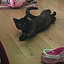black_cat, cat, indoor, wooden_floor, shoe, pink_croc, dr_pepper_box, zero_sugar, pet, playful, flooring, curious, stretching, domestic_animal, household, floor, feline, paw, relaxed, cozy