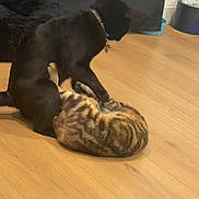 Noir is registered to the contest to win money with this photo: dog, cat, playing, wooden_floor, indoor, black_dog, striped_cat, pet, animal, furniture, blanket, collar, flooring, domestic, cute, friendship, interaction, home, household, pets