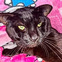 black_cat, cat, pet, animal, whiskers, yellow_eyes, blanket, pink_blanket, cozy, closeup, fur, domestic_cat, indoor, resting, cute, feline, soft_texture, comfort, portrait, relaxed