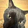 Noir is registered to the contest to win money with this photo: cat, black_cat, close_up, yellow_eyes, whiskers, ears, wooden_floor, pet, animal, feline, curious, indoor, face, fur, looking, portrait, domestic_cat, mammal, eye_contact, closeup