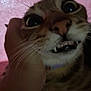 Peep is registered to the contest to win money with this photo: cat, close_up, animal, pet, whiskers, teeth, hand, pink_background, fur, face, wide_eyes, domestic_cat, cute, expression, indoor, portrait, mammal, feline, playful, holding