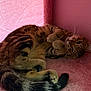 cat, tabby, feline, pet, cute, cozy, pink, plush, curled_up, relaxed, indoor, fur, whiskers, tail, paws, sleepy, cute_pose, animal, resting, hideout