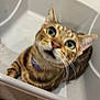 Peep is registered to the contest to win money with this photo: cat, tabby, pet, animal, container, indoor, curious, closeup, feline, collar, green_eyes, whiskers, ears, fur, looking_up, domestic_animal, cute, companion, portrait, sitting