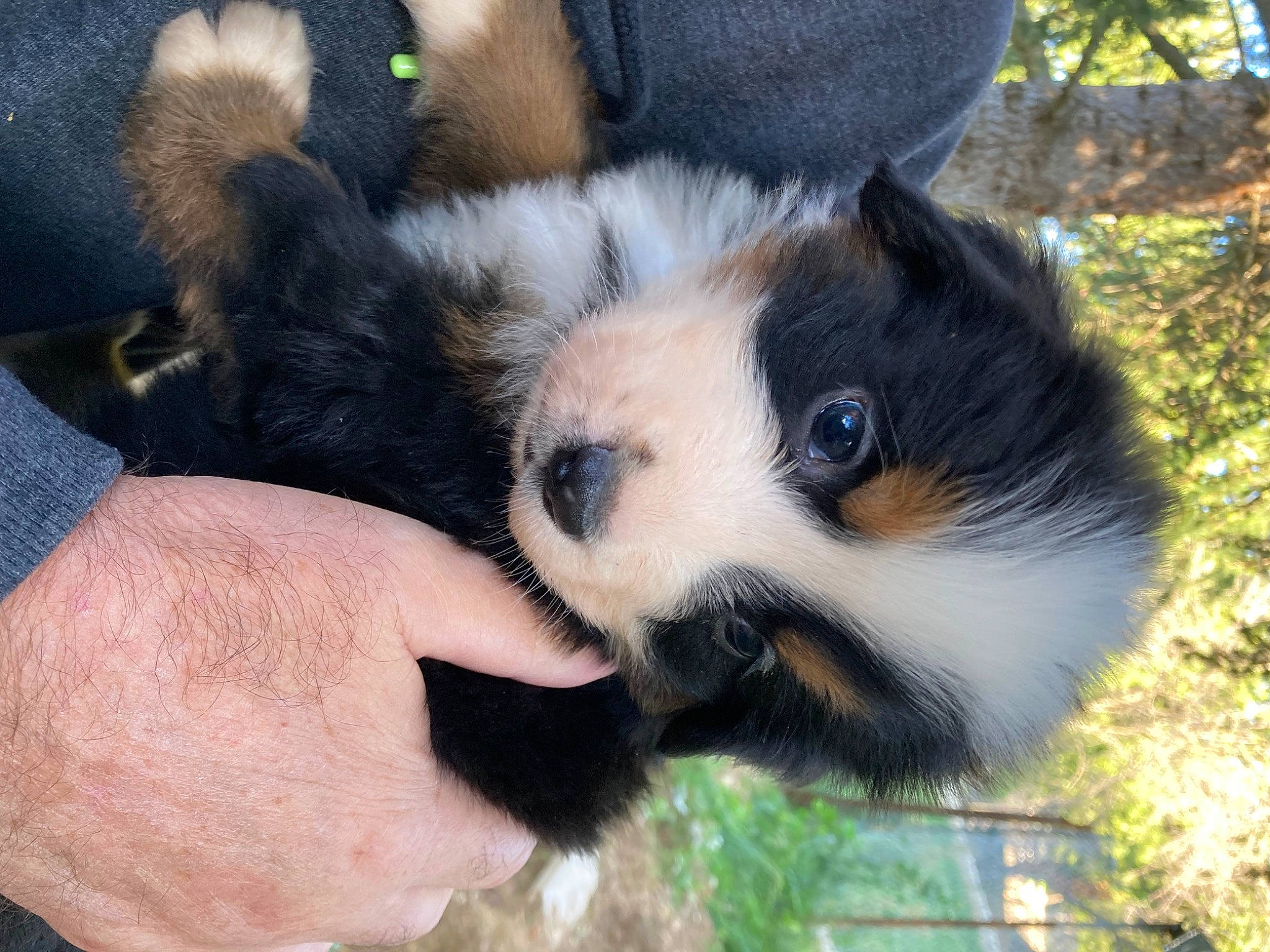 Sissy participe au concours pour gagner de l'argent avec cette photo : canidae, carnivore, companion_dog, dog, dog_breed, fur, grass, jungle, nail, paw, plant, puppy, snout, sporting_group, terrestrial_animal, thumb, whiskers, wildlife