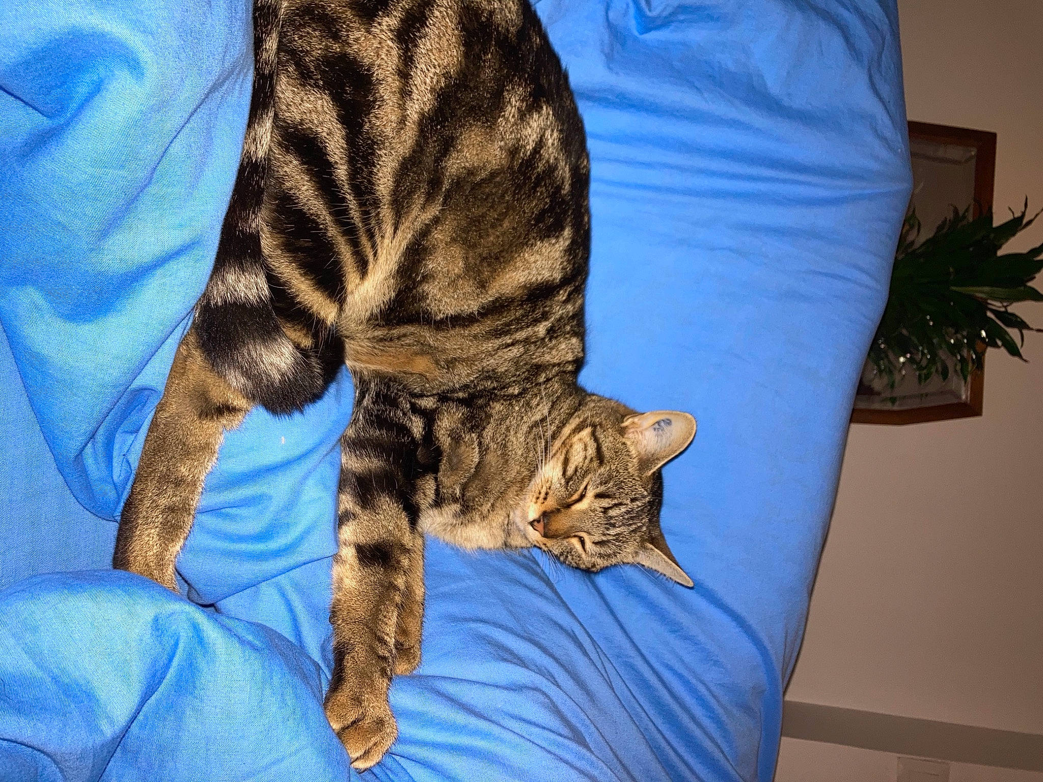 Diabolo a rejoint le concours — aidez-le/la à gagner de superbes lots ! carnivore, cat, claw, comfort, domestic_short_haired_cat, electric_blue, felidae, flowerpot, fur, houseplant, nap, paw, plant, sleeve, small_to_medium_sized_cats, snout, tail, terrestrial_animal, textile, whiskers