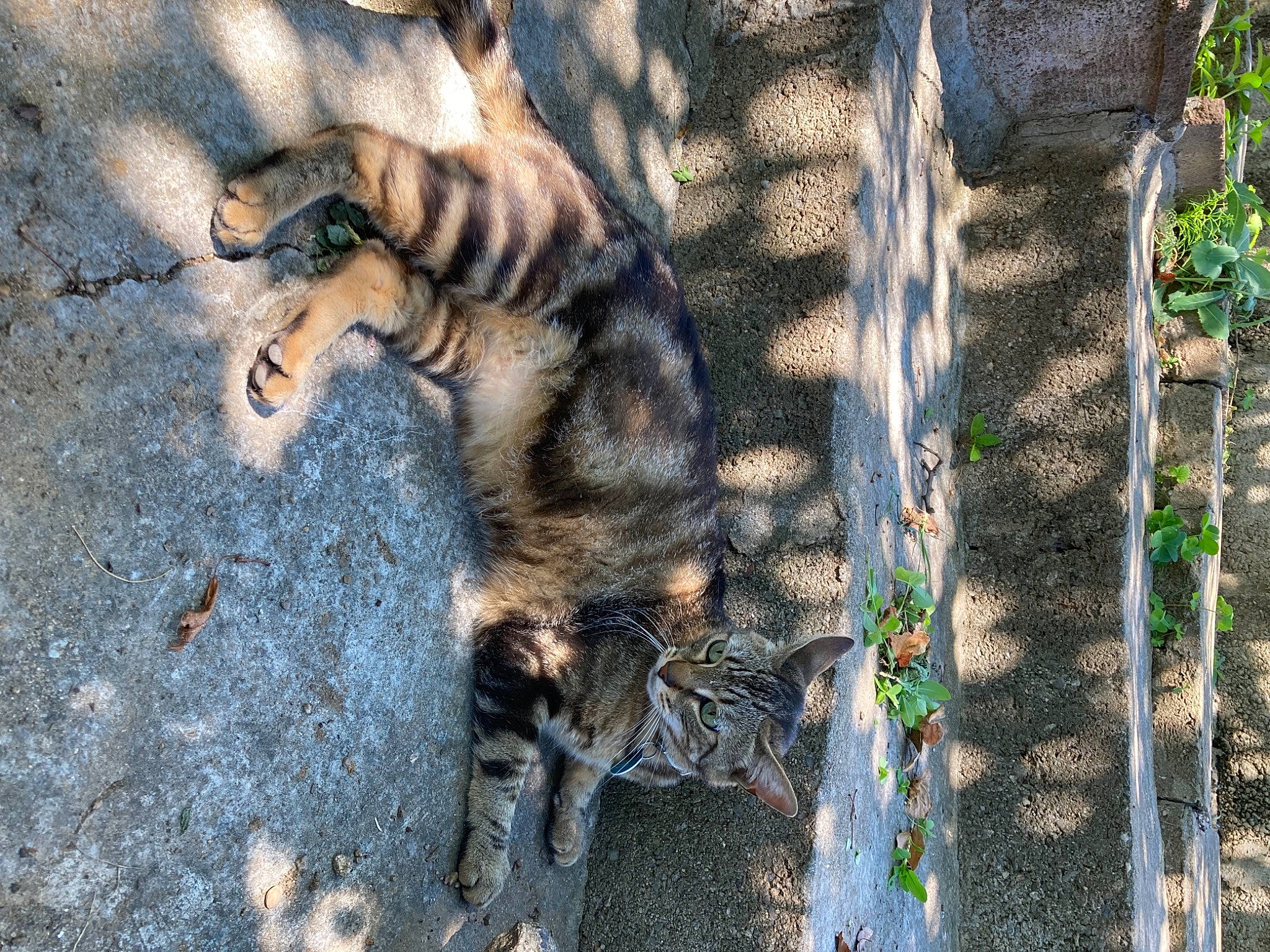 Diabolo a rejoint le concours — aidez-le/la à gagner de superbes lots ! bengal_tiger, big_cats, carnivore, cat, dog_breed, fawn, felidae, fur, grass, siberian_tiger, small_to_medium_sized_cats, snout, tail, terrestrial_animal, tiger, tree, trunk, whiskers, wildlife, wood