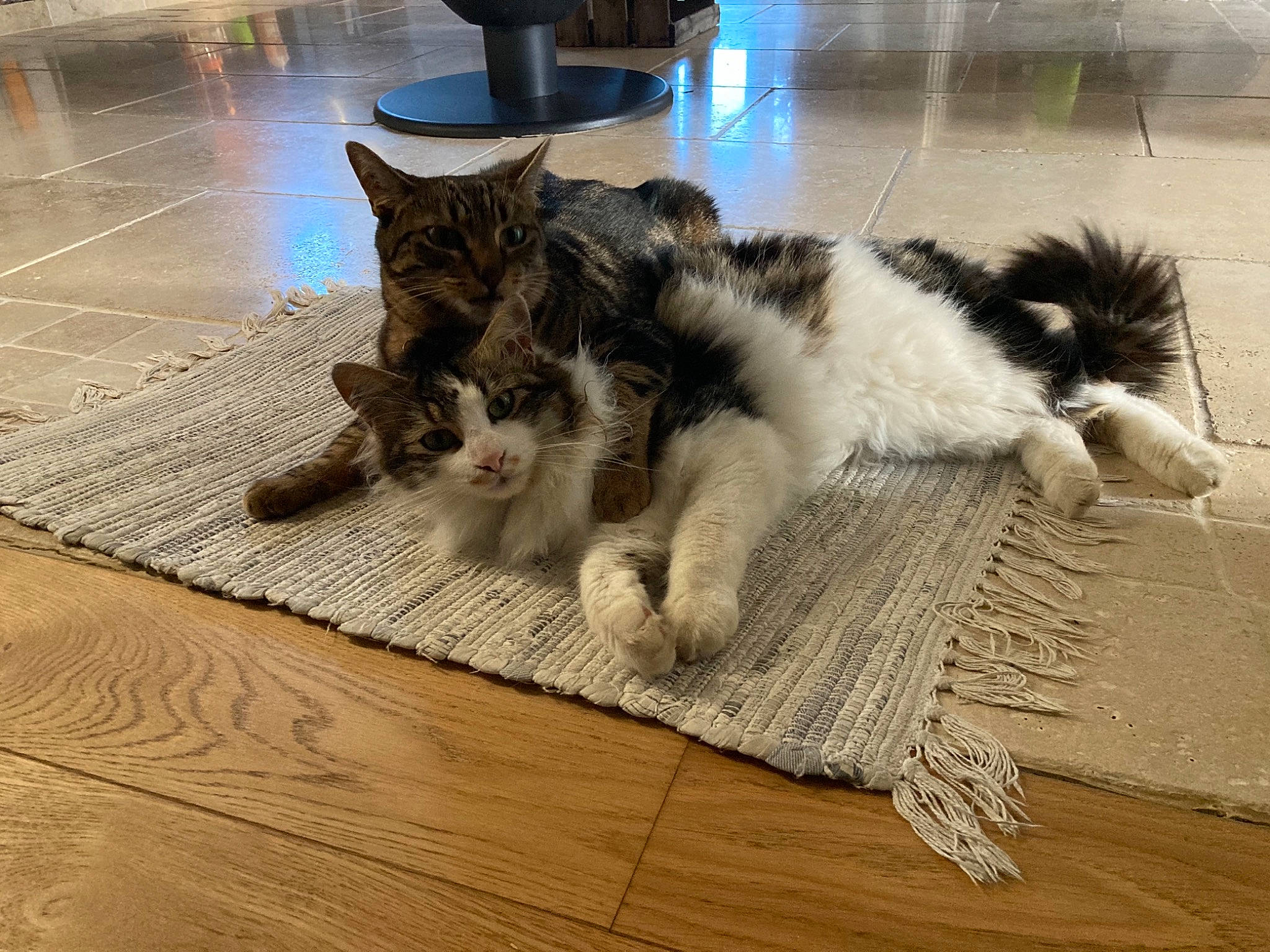 Nougat participe au concours pour gagner de l'argent avec cette photo : carnivore, cat, companion_dog, dog_breed, domestic_short_haired_cat, felidae, floor, flooring, flowerpot, fur, grey, hardwood, laminate_flooring, paw, small_to_medium_sized_cats, snout, tail, whiskers, wood, wood_flooring