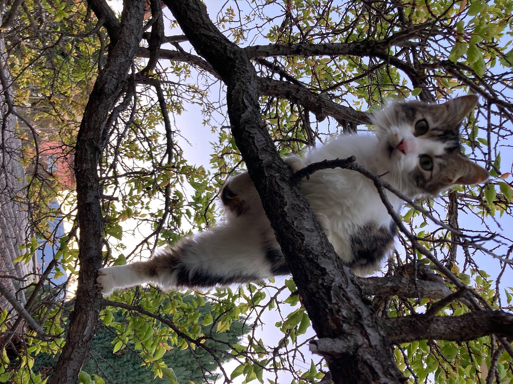 Nougat participe au concours pour gagner de l'argent avec cette photo : branch, canidae, carnivore, cat, dog_breed, fawn, felidae, fur, plant, sky, small_to_medium_sized_cats, snout, sporting_group, tail, tree, trunk, twig, whiskers, wildlife, wood