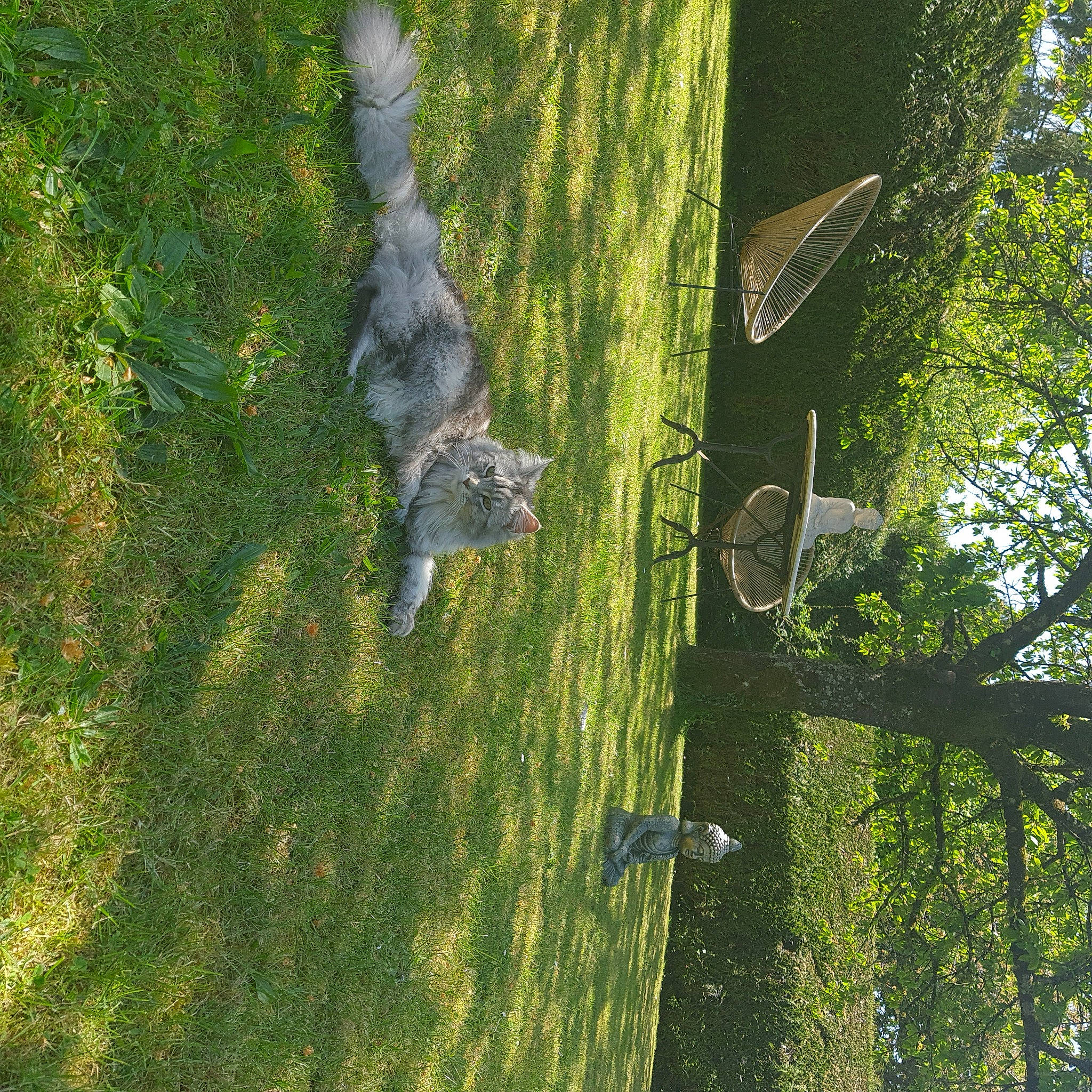 Inaya participe au concours pour gagner de l'argent avec cette photo : accipitridae, accipitriformes, beak, bird, bird_of_prey, branch, ecoregion, falconiformes, feather, forest, grass, grass_family, landscape, natural_environment, organism, plant, tree, trunk, wing, wood