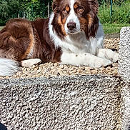 Rouky a rejoint le concours — aidez-le/la à gagner de superbes lots ! dog, outdoor, sunlight, rocks, fence, greenery, tree, pet, canine, resting, brown_and_white, fur, nature, relaxation, daylight, shadow, animal, portrait, calm, grass