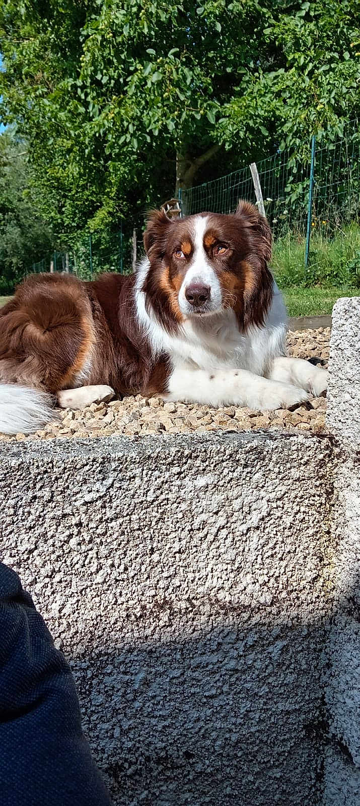 Rouky a rejoint le concours — aidez-le/la à gagner de superbes lots ! dog, outdoor, sunlight, rocks, fence, greenery, tree, pet, canine, resting, brown_and_white, fur, nature, relaxation, daylight, shadow, animal, portrait, calm, grass