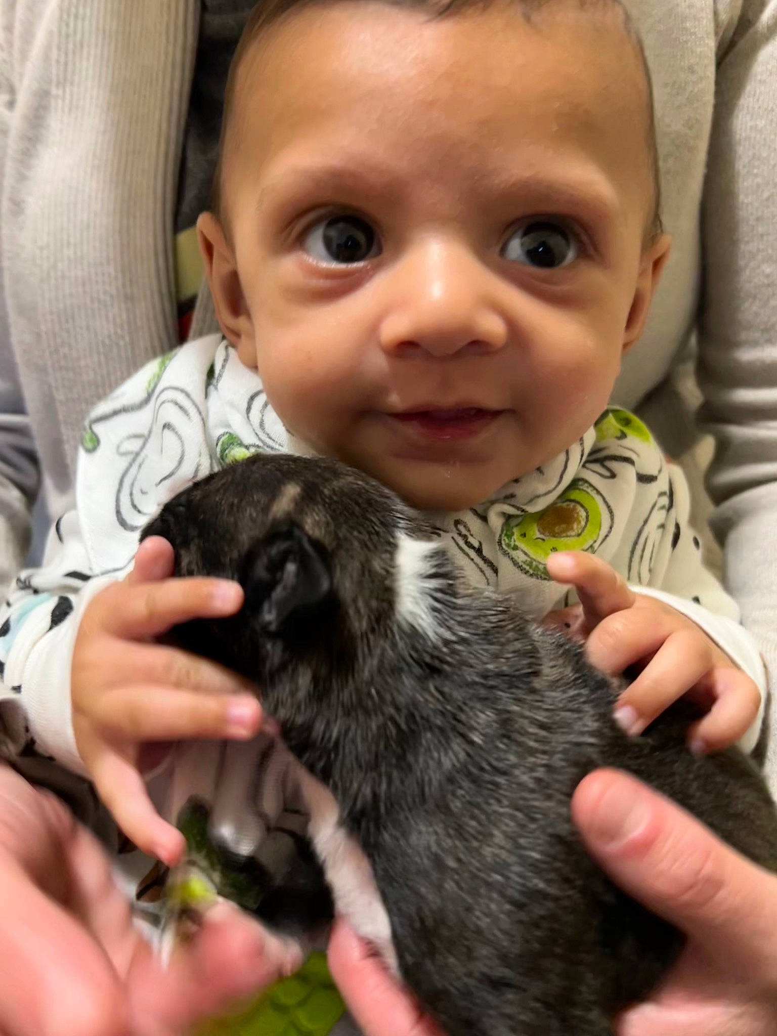 Cassius joined the competition — help win amazing prizes! baby, canidae, carnivore, child, claw, companion_dog, dog, dog_breed, ear, eyelash, finger, fur, gesture, hand, nail, person, puppy_love, skin, sporting_group, thumb