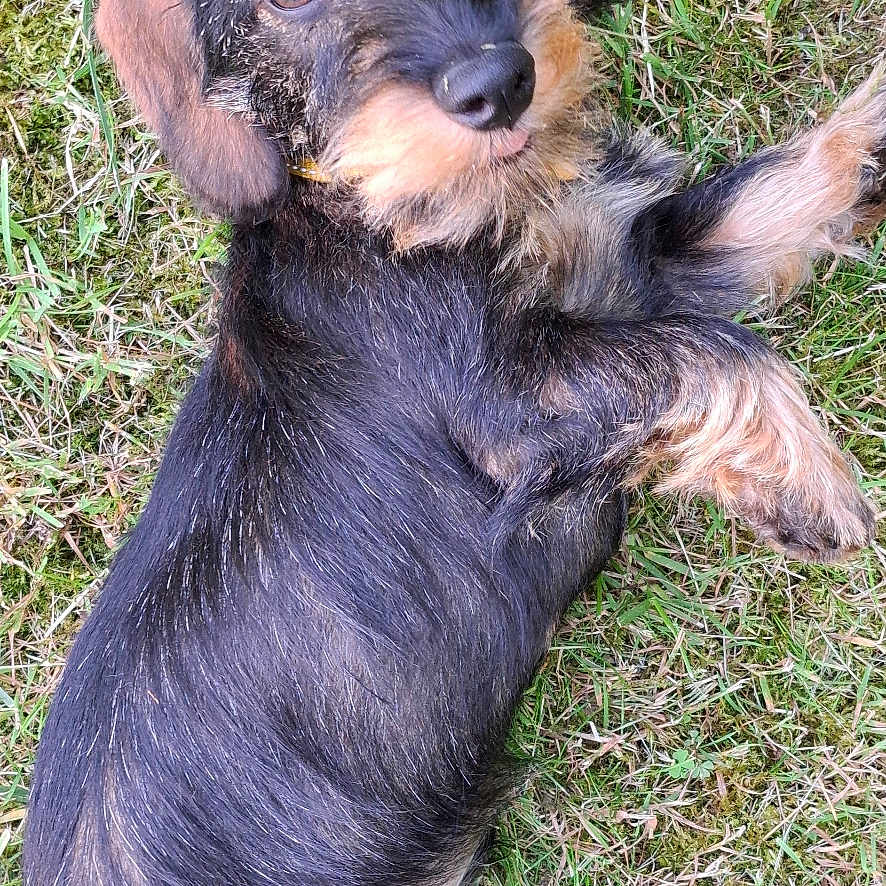 Arlo a rejoint le concours — aidez-le/la à gagner de superbes lots ! animal, black, brown, canine, cute, dog, ears, fur, grass, looking_up, lying_down, nature, outdoor, pet, playful, puppy, small_dog, snout, whiskers, wire_haired_dachshund