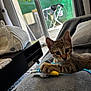 Cookie a rejoint le concours — aidez-le/la à gagner de superbes lots ! kitten, cat, toy, indoor, couch, pet, tabby, playing, animal, feline, cozy, home, curious, gray, soft, relaxing, window, sunlight, background, domestic