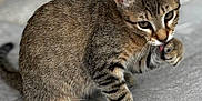 Cookie a rejoint le concours — aidez-le/la à gagner de superbes lots ! cat, kitten, tabby, pet, animal, feline, licking, paw, fur, whiskers, ears, floor, indoors, cute, young, small, mammal, grooming, striped, closeup