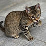 cat, kitten, tabby, pet, animal, feline, licking, paw, fur, whiskers, ears, floor, indoors, cute, young, small, mammal, grooming, striped, closeup