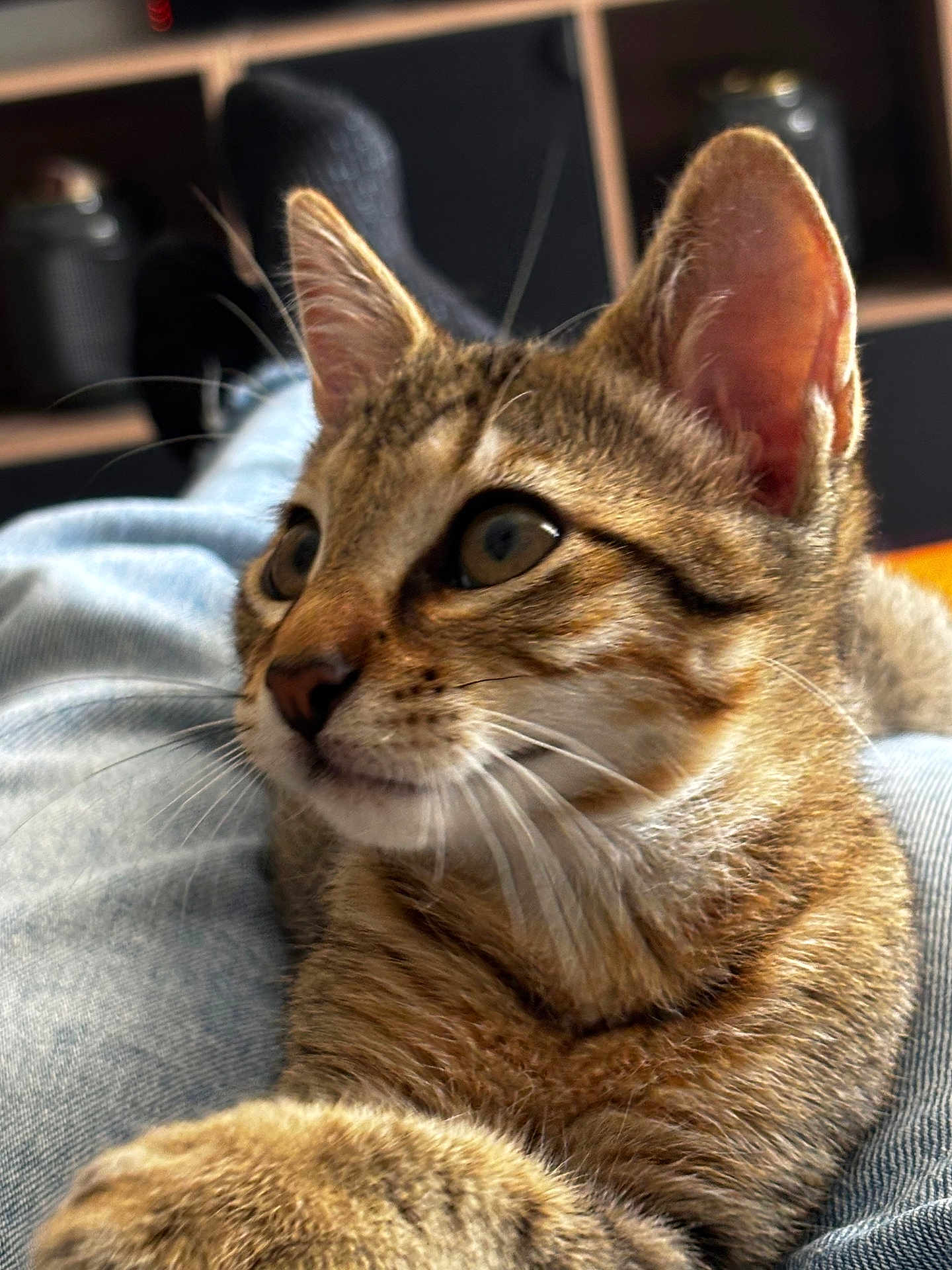 Cookie a rejoint le concours — aidez-le/la à gagner de superbes lots ! cat, tabby, pet, animal, close_up, fur, whiskers, ears, eyes, lap, relaxing, indoor, home, blurred_background, soft_light, feline, cute, curious, portrait, mammal