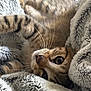 Cookie participe au concours pour gagner de l'argent avec cette photo : cat, tabby, feline, whiskers, blanket, cozy, soft, fur, cute, pet, indoor, resting, closeup, curious, animal, comfort, sleepy, relaxed, home, warm