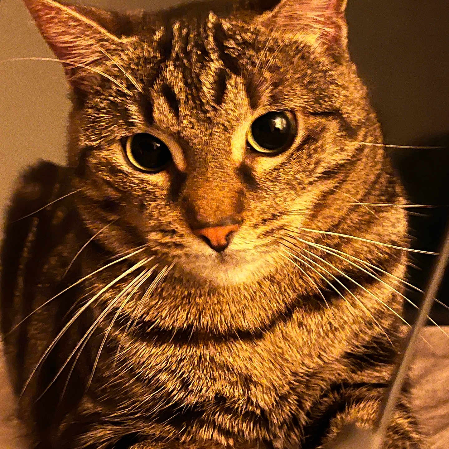 Athena participe au concours pour gagner de l'argent avec cette photo : animal, cat, close_up, cozy, cute, domestic_animal, eyes, feline, focus, fur, indoor, mammal, pet, portrait, relaxed, sitting, soft_fur, tabby, warm_lighting, whiskers