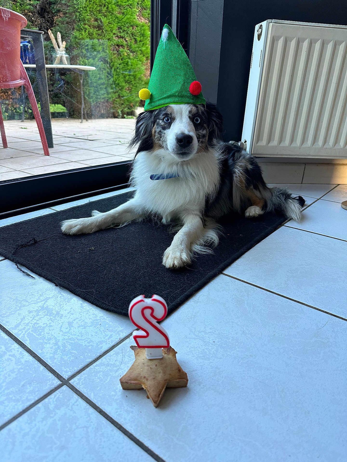 Teddy participe au concours pour gagner de l'argent avec cette photo : dog, elf_hat, birthday_candle, star_shaped_treat, black_mat, indoor, tile_floor, window, radiator, greenery, curious, celebration, pet, collar, resting, side_view, light, shadow, festive, cute