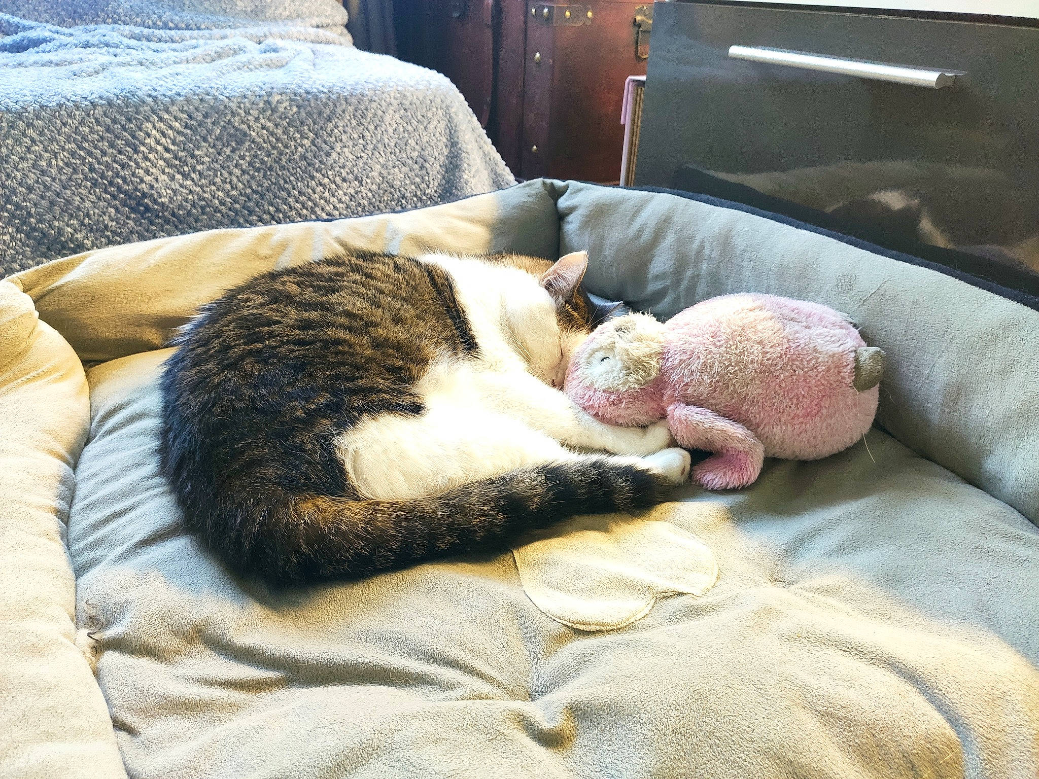 Gypsy a rejoint le concours — aidez-le/la à gagner de superbes lots ! canidae, carnivore, cat, comfort, companion_dog, felidae, fur, furniture, kitten, nap, paw, puppy, sleep, small_to_medium_sized_cats, snout, whiskers