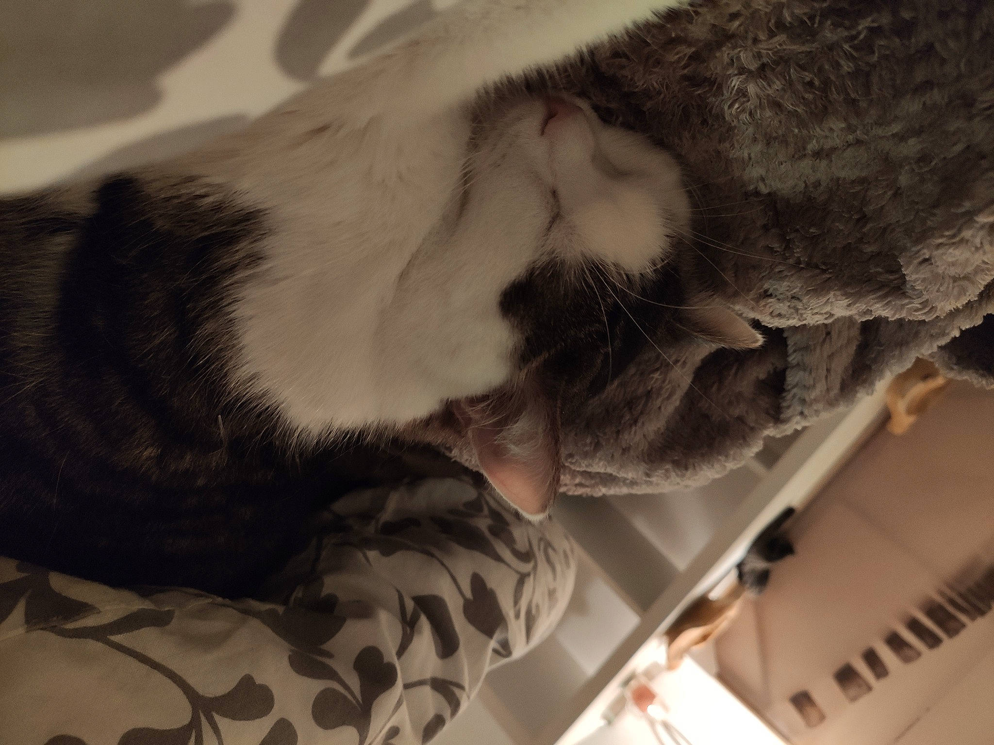 Gypsy a rejoint le concours — aidez-le/la à gagner de superbes lots ! carnivore, cat, ear, felidae, fur, nap, small_to_medium_sized_cats, snout, whiskers