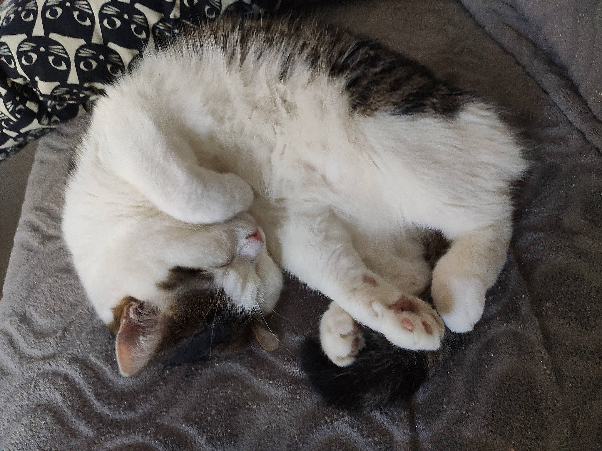 Gypsy participe au concours pour gagner de l'argent avec cette photo : asian, burmilla, carnivore, cat, claw, felidae, fur, kitten, nap, paw, polydactyl_cat, ragdoll, sleep, small_to_medium_sized_cats, tail, whiskers