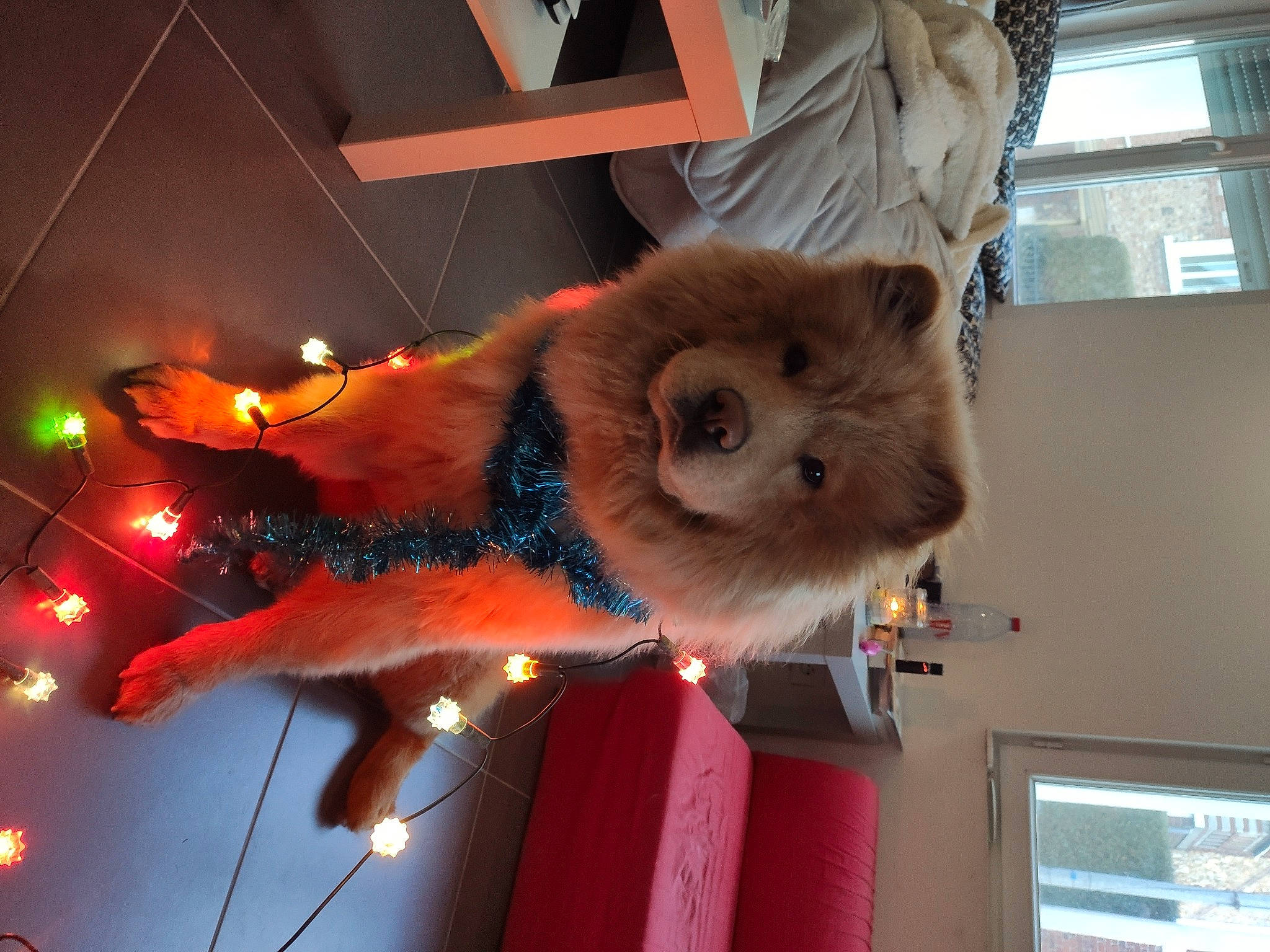 Ohana a rejoint le concours — aidez-le/la à gagner de superbes lots ! canidae, carnivore, chow_chow, companion_dog, dog, dog_breed, fawn, finnish_spitz, fur, german_spitz, german_spitz_klein, mammal, non_sporting_group, pomeranian, puppy, snout, spitz, sporting_group, toy_dog