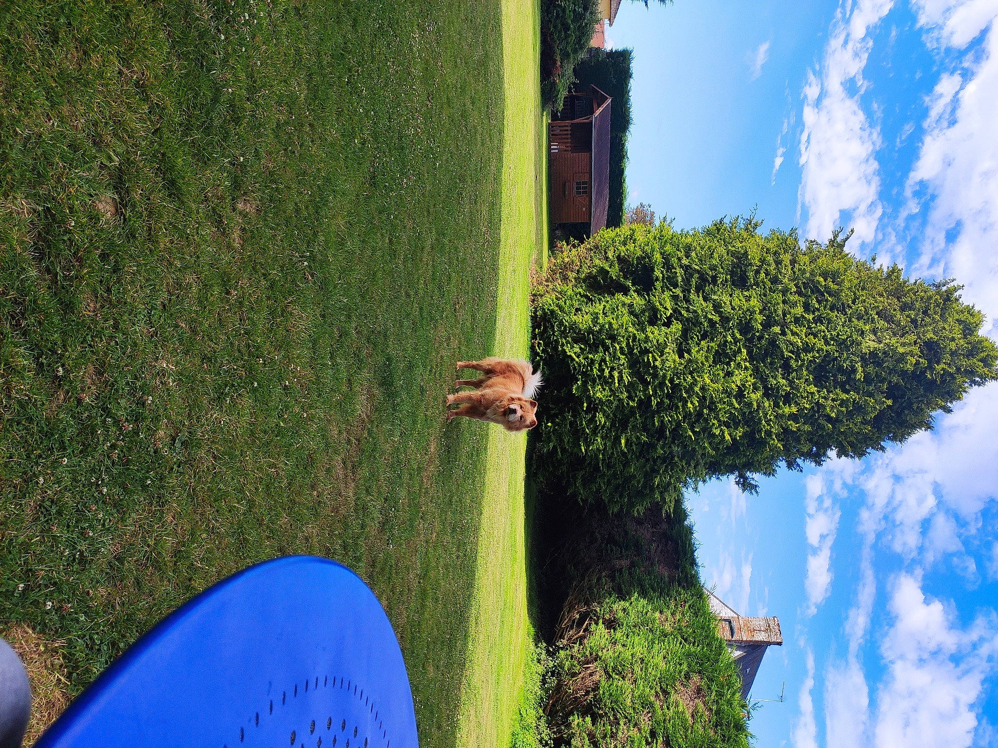 Ohana participe au concours pour gagner de l'argent avec cette photo : blue, grass, green, leaf, majorelle_blue, plant, plant_stem, shrub, sky, tree, vegetation, world
