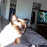 cat, siamese_cat, pet, sleepy, sitting, close_up, animal, fur, whiskers, ears, face, indoor, bedroom, closet, clothing, television, game_controller, gaming, flash_photography, home