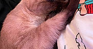 Luna is registered to the contest to win money with this photo: cat, siamese_cat, sleeping, curled_up, furry, pet, animal, indoors, bed, blanket, bedding, relaxed, nap, tail, blue_eyes, whiskers, close_up, portrait, cozy, cute