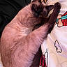 cat, siamese_cat, sleeping, curled_up, furry, pet, animal, indoors, bed, blanket, bedding, relaxed, nap, tail, blue_eyes, whiskers, close_up, portrait, cozy, cute